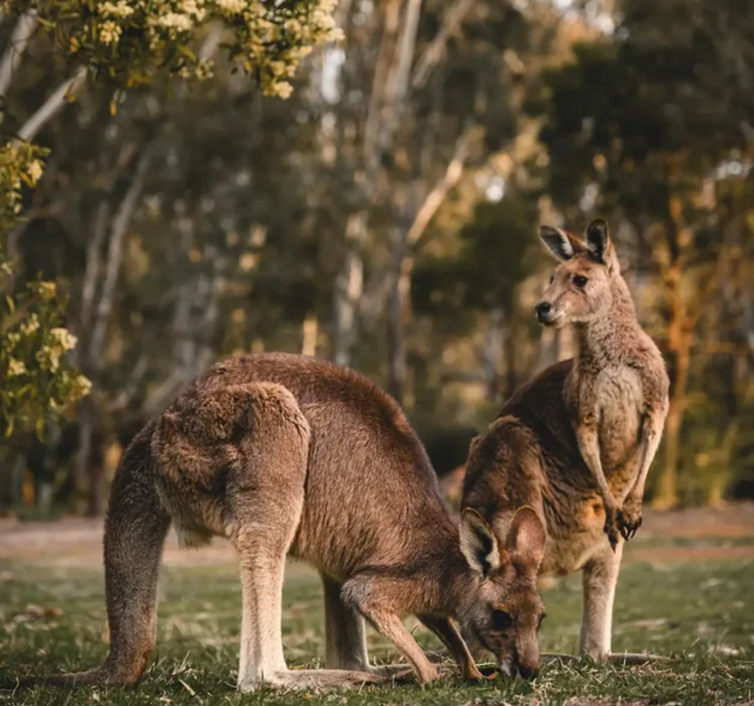 Best time to see kangaroos WA