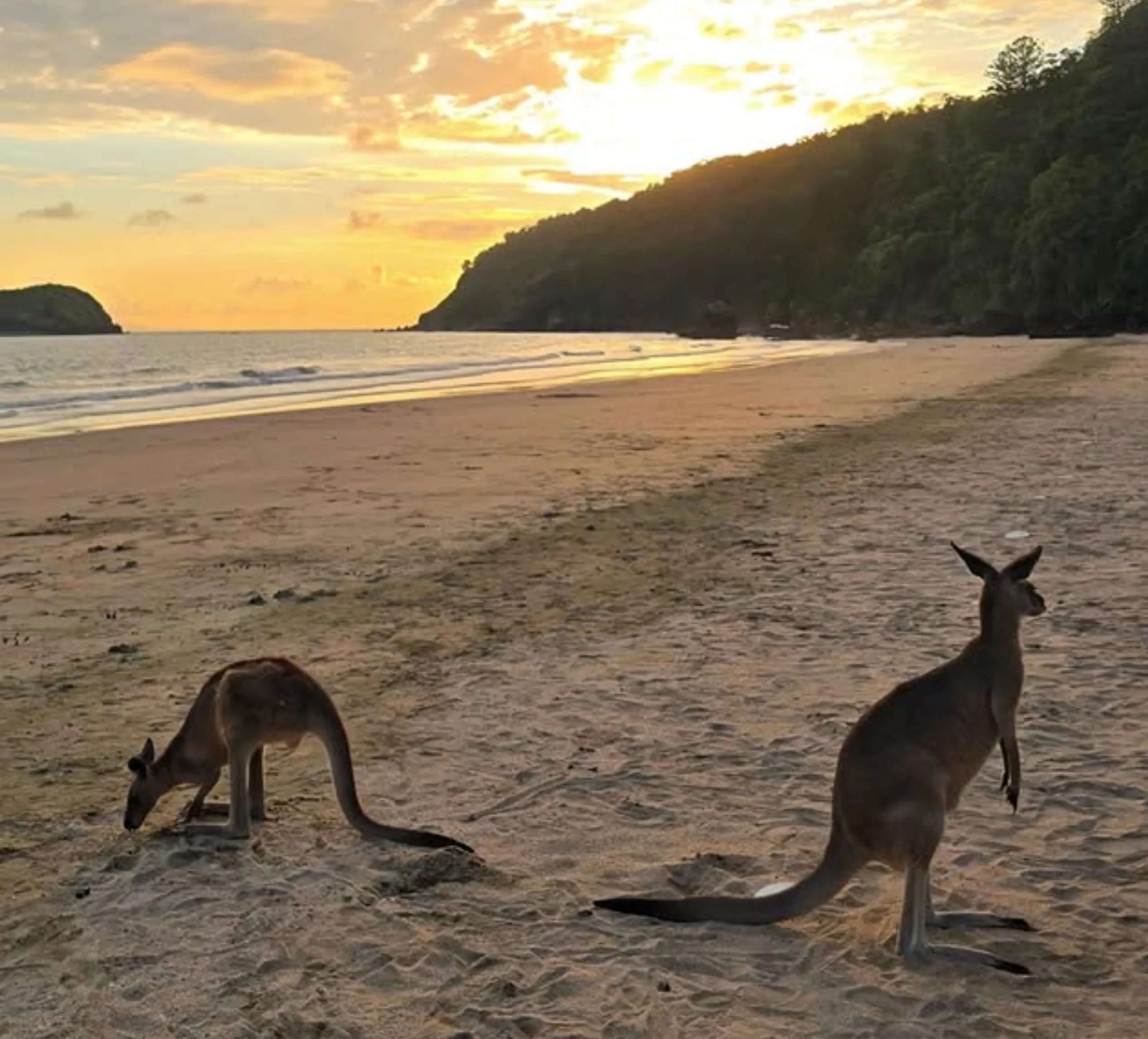 Cape Le Grand National Park wildlife