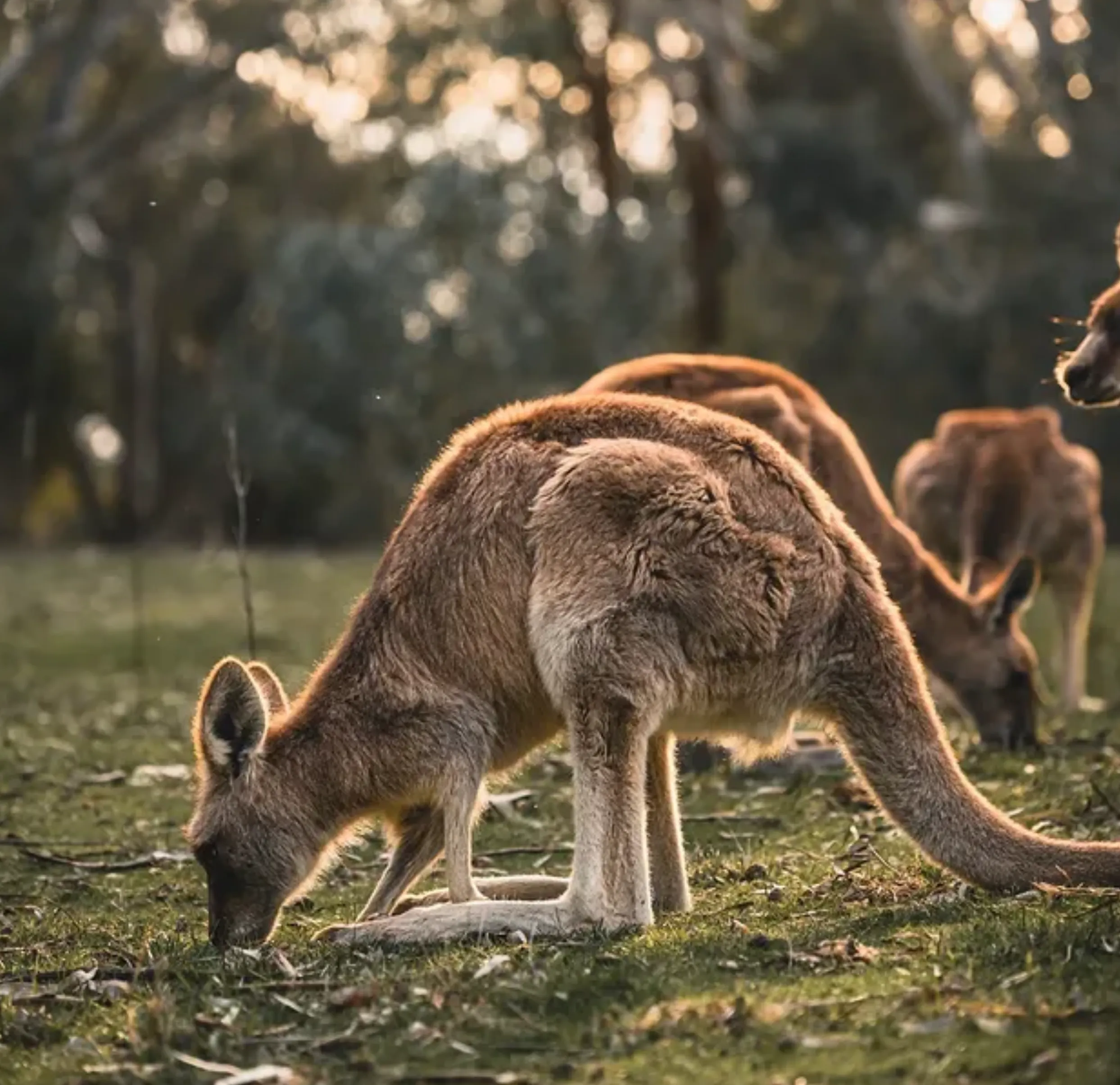 Esperance wildlife travel guide