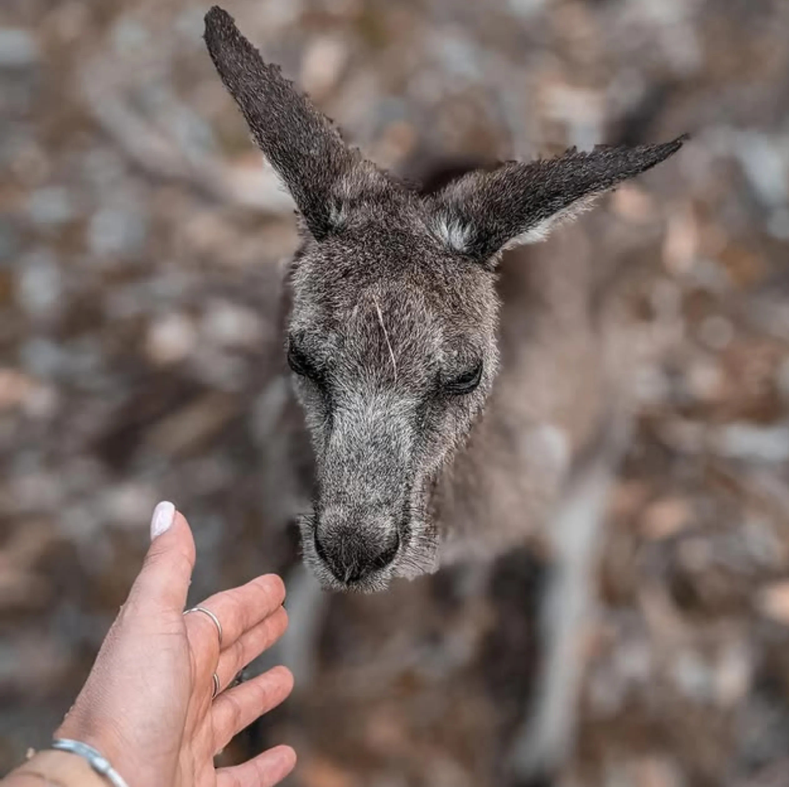 Hellfire Bay kangaroo sightings