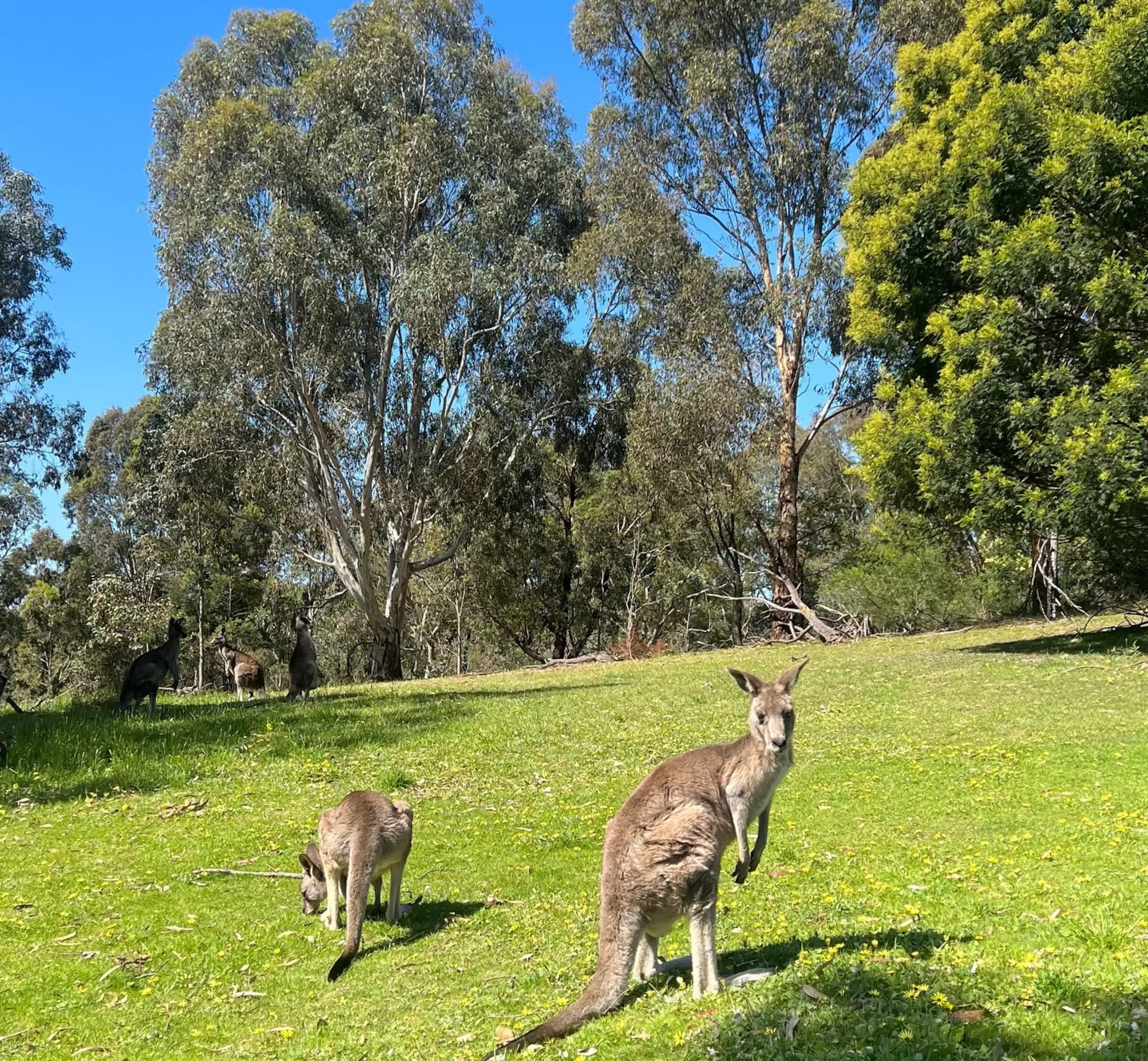 Kangaroos on beach Western Australia