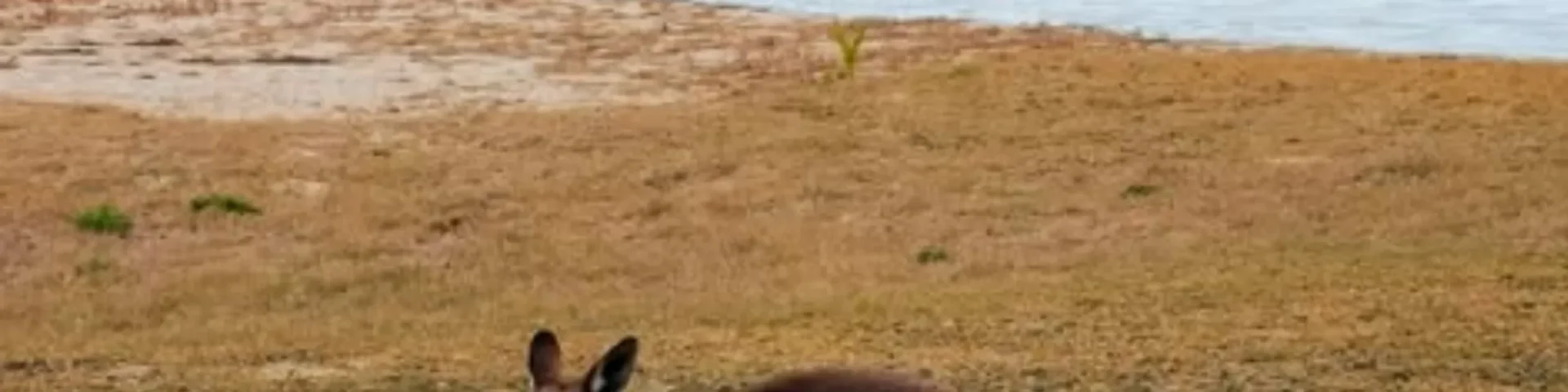 Lucky Bay kangaroos Esperance