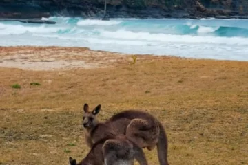 Lucky Bay kangaroos Esperance
